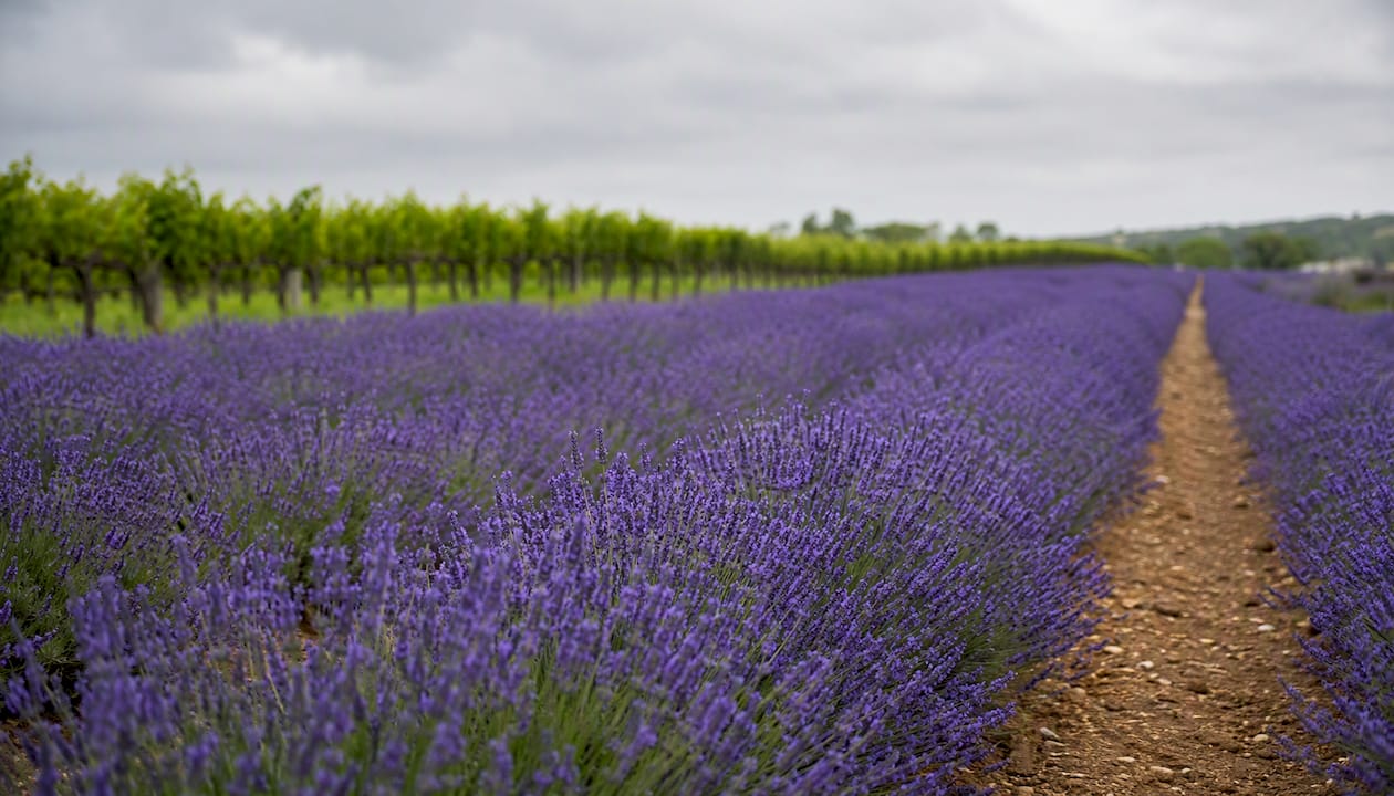 Blooming lavender fields at Texas winery